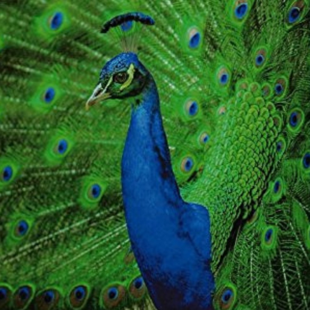 50 10X13 Poly Mailers Royal Peacock PRICE IS FIRM - Picture 8 of 8